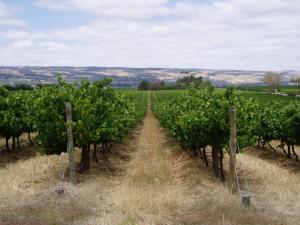 Solar Generators Jostle Vineyards in Australasia