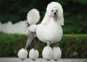 Judges Make Poodles of Critics